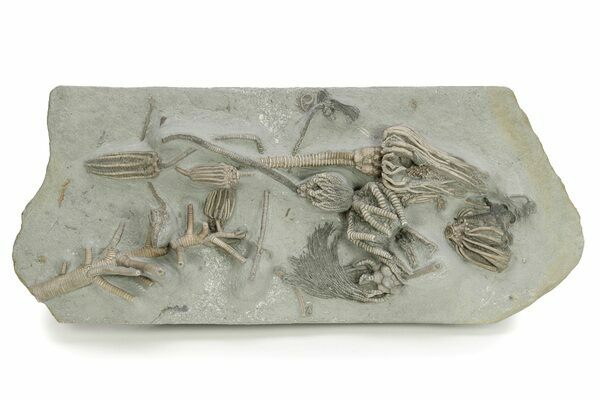 A spectacular plate of 8 crinoid species from Crawfordsville showing the diversity of this fossil site.